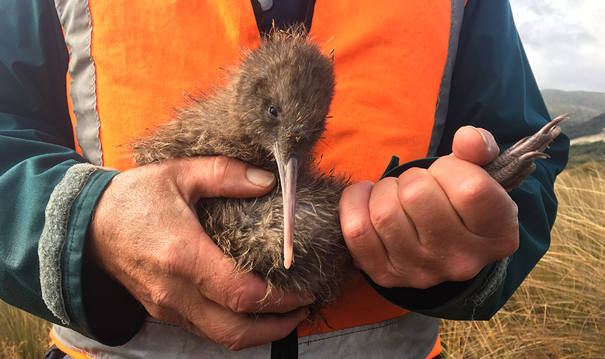 Helping Kiwi flourish - Biological Heritage - National Science Challenge