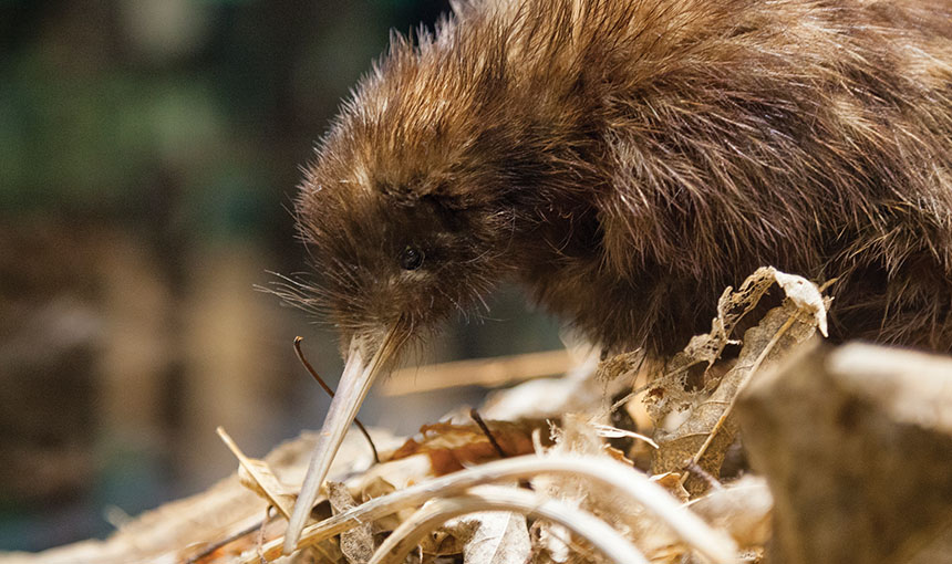 Why New Zealand needs alternatives to 1080 - Biological Heritage - National Science Challenge Why New Zealand needs alternatives to 1080 - Biological Heritage - National Science Challenge