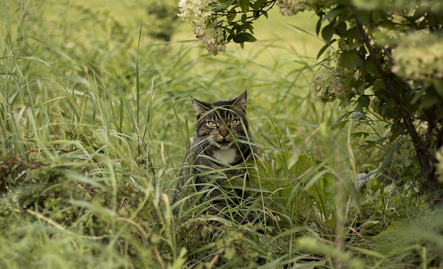 Do feral cats like trees just as much as our natives do? - Biological ...