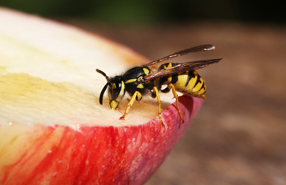 Invasive wasp control: Are Māori businesses keen? - Biological Heritage ...