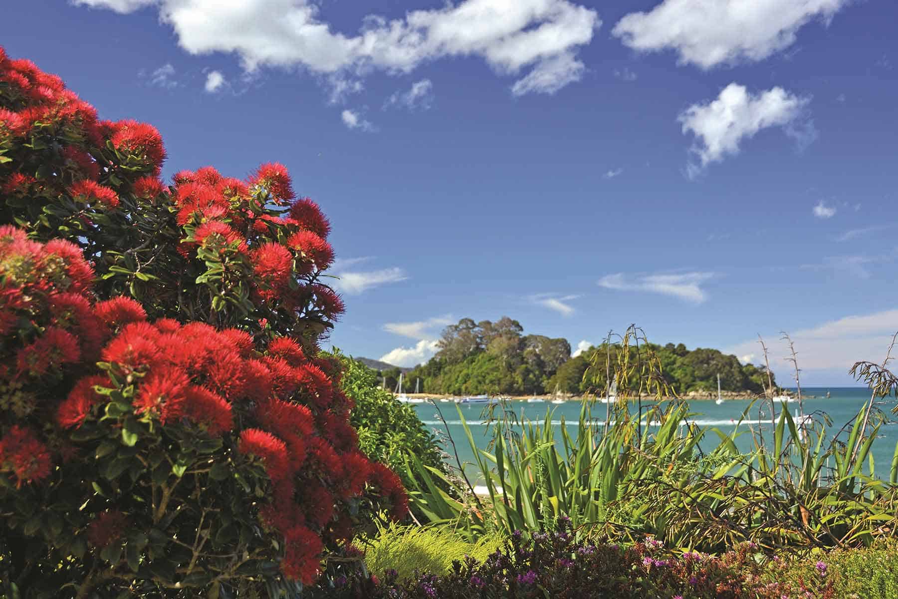 Myrtleora Header Pohutukawa