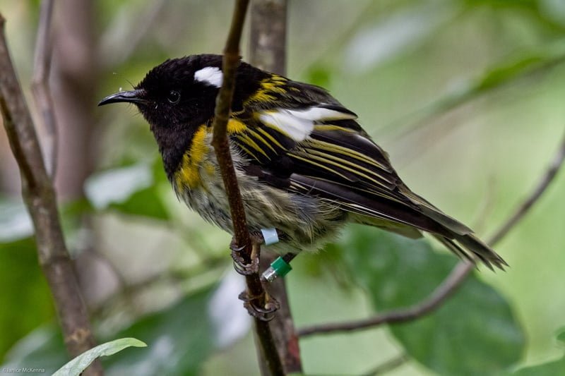 Hihi.-Crown-Copyright-Department-of-Conservation-Te-Papa-Atawhai-©-Janice-McKenna Crown Copyright Department of Conservation Te Papa Atawhai © Janice McKenna