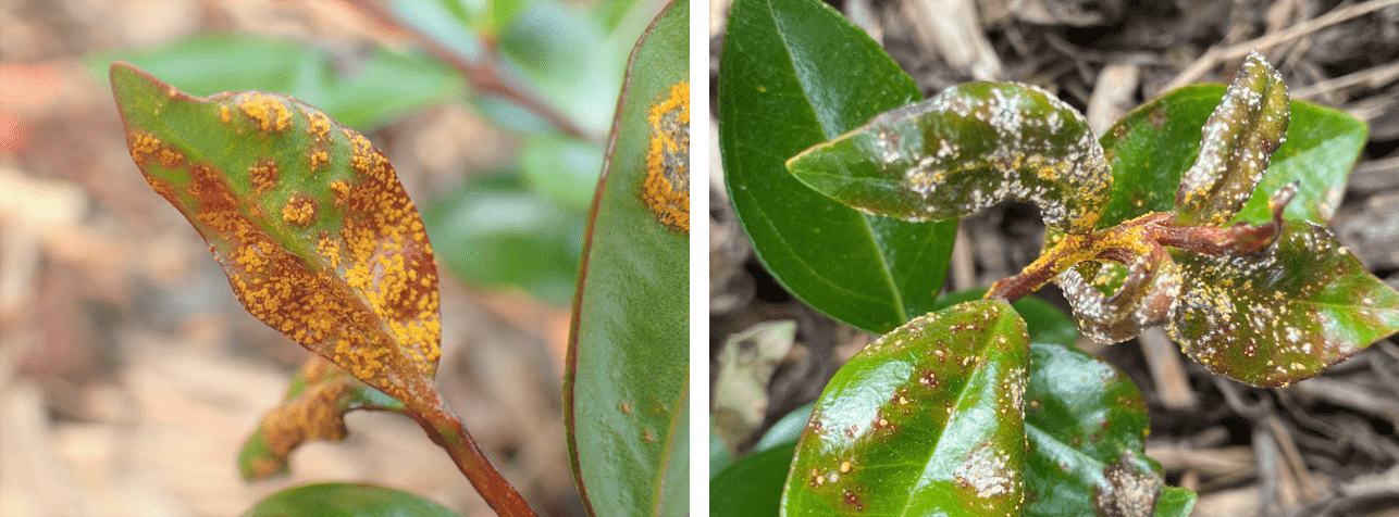 Host susceptibility trial - Biological Heritage NZ