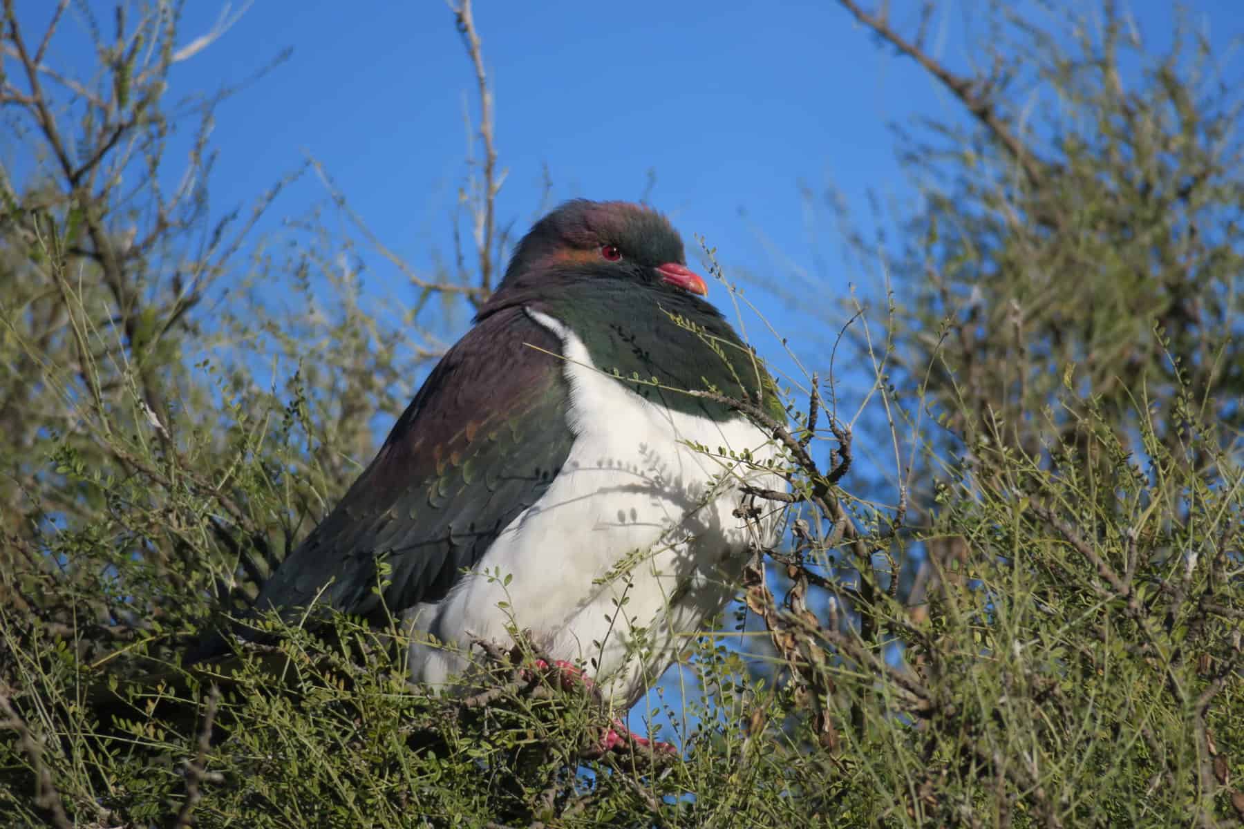 Lyver_Kereru-in-kowhai_Phil-Lyver Lyver_Kereru-in-kowhai_Phil-Lyver