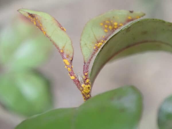 MR uredinia on lophomyrtus leaves