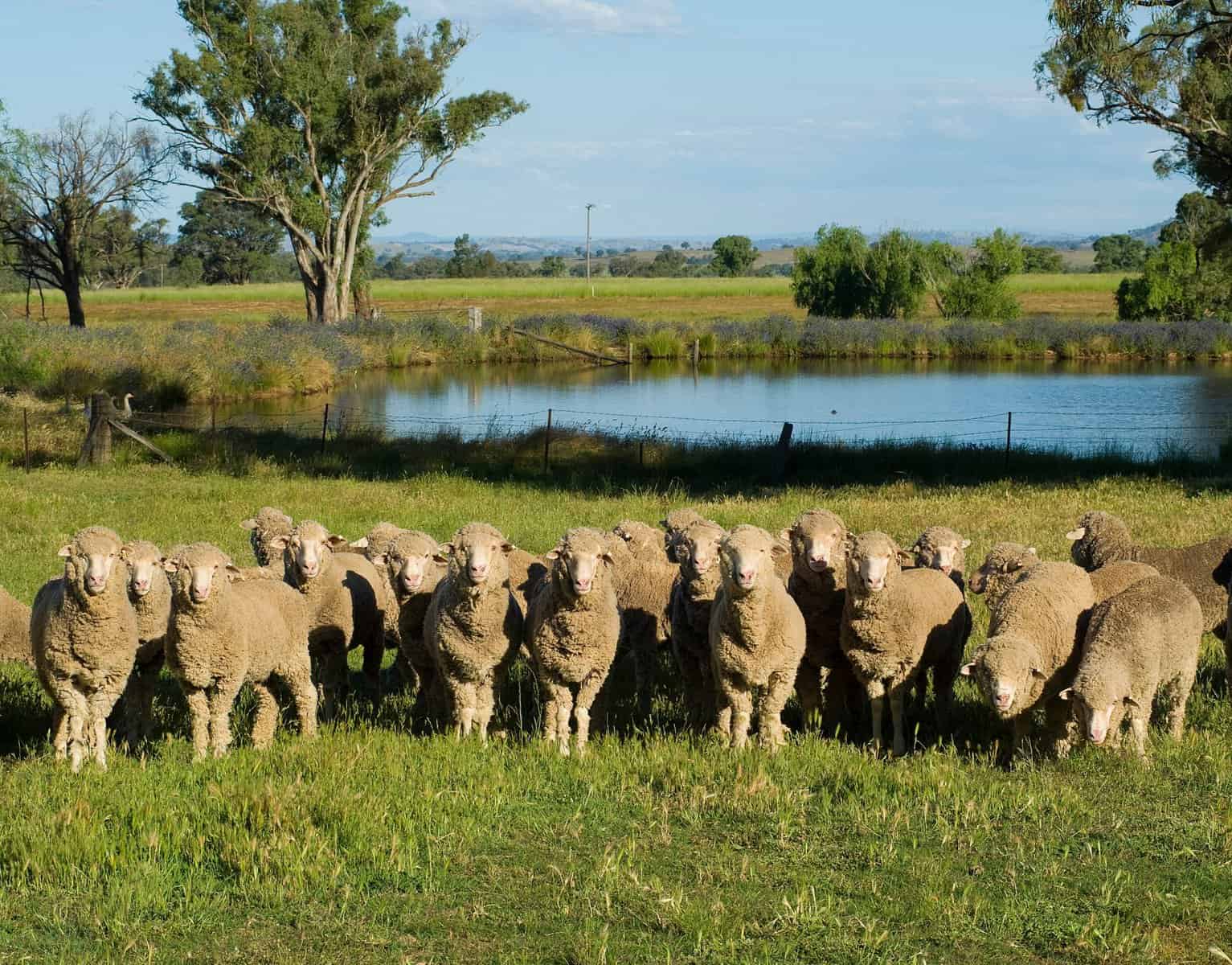 Merino lambs