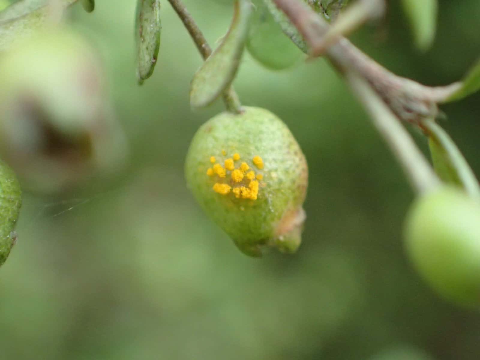 myrtle rust Lophomyrtus