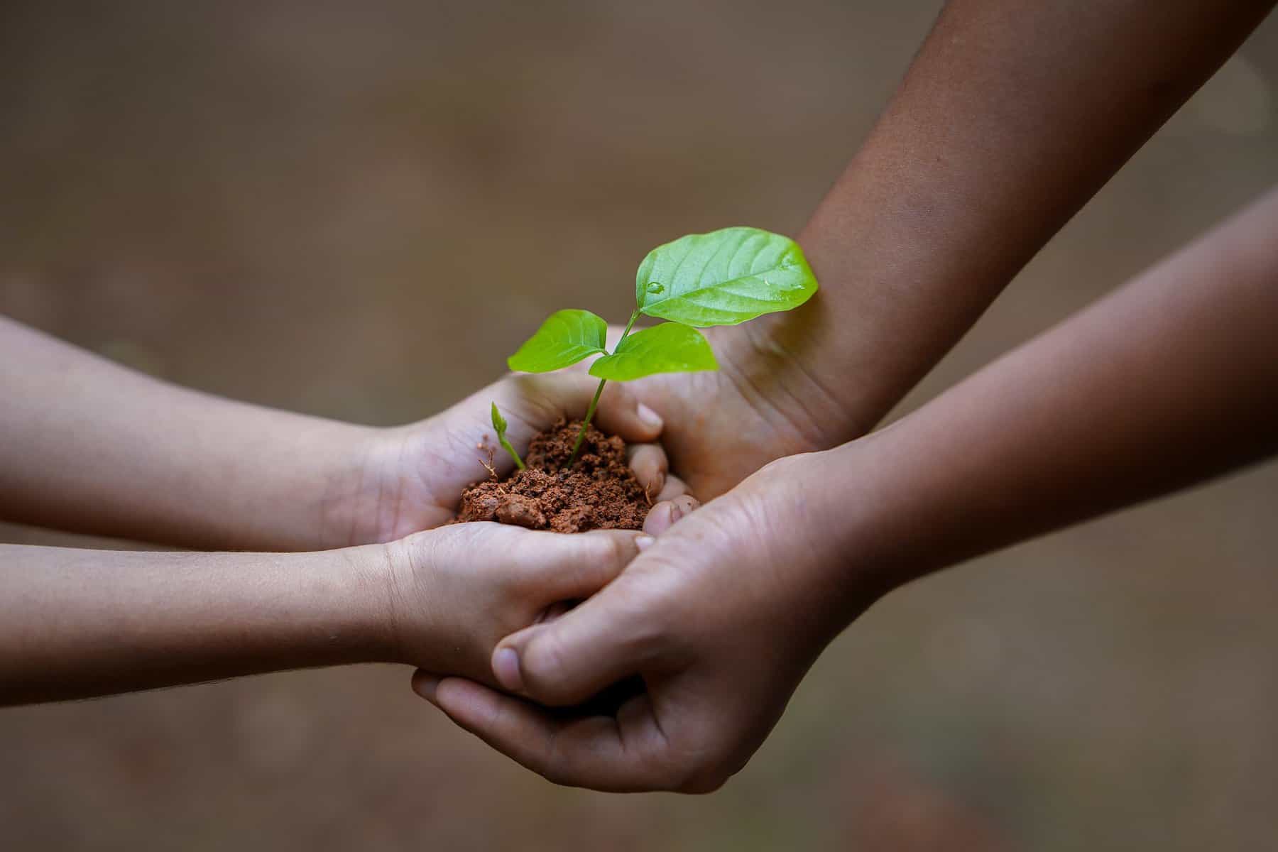 Hands and plant