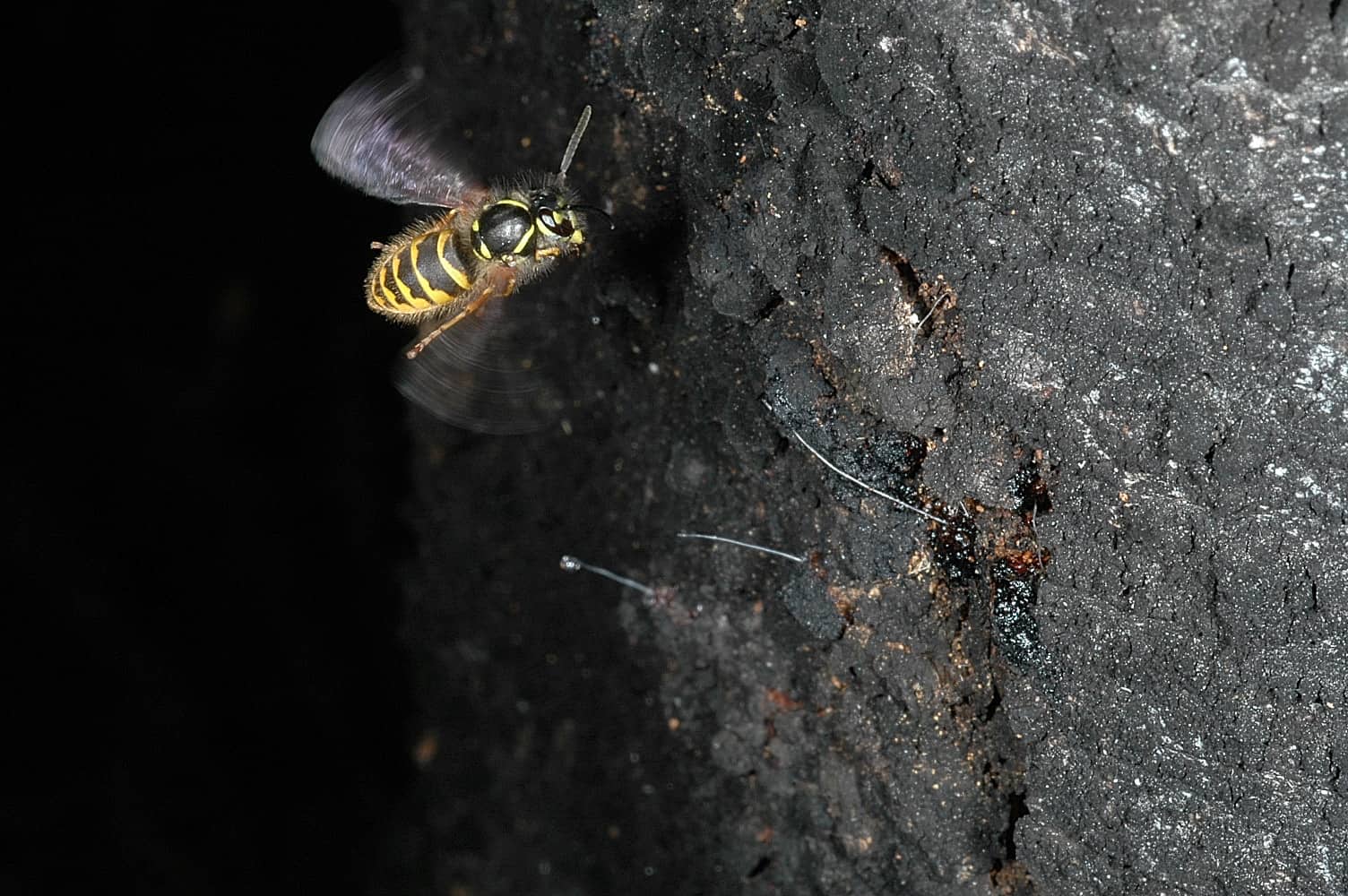 Genetic pest controls and how they sit with Māori - Biological Heritage NZ