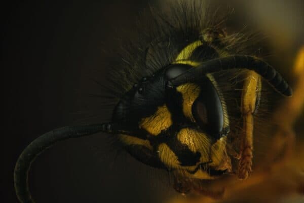 Wasp