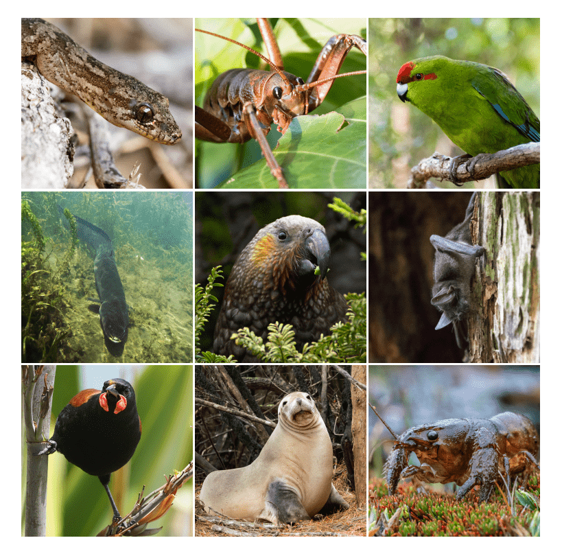 NZ natives