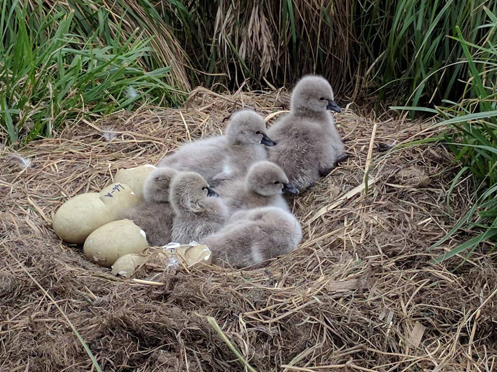 Kakī anau cignets