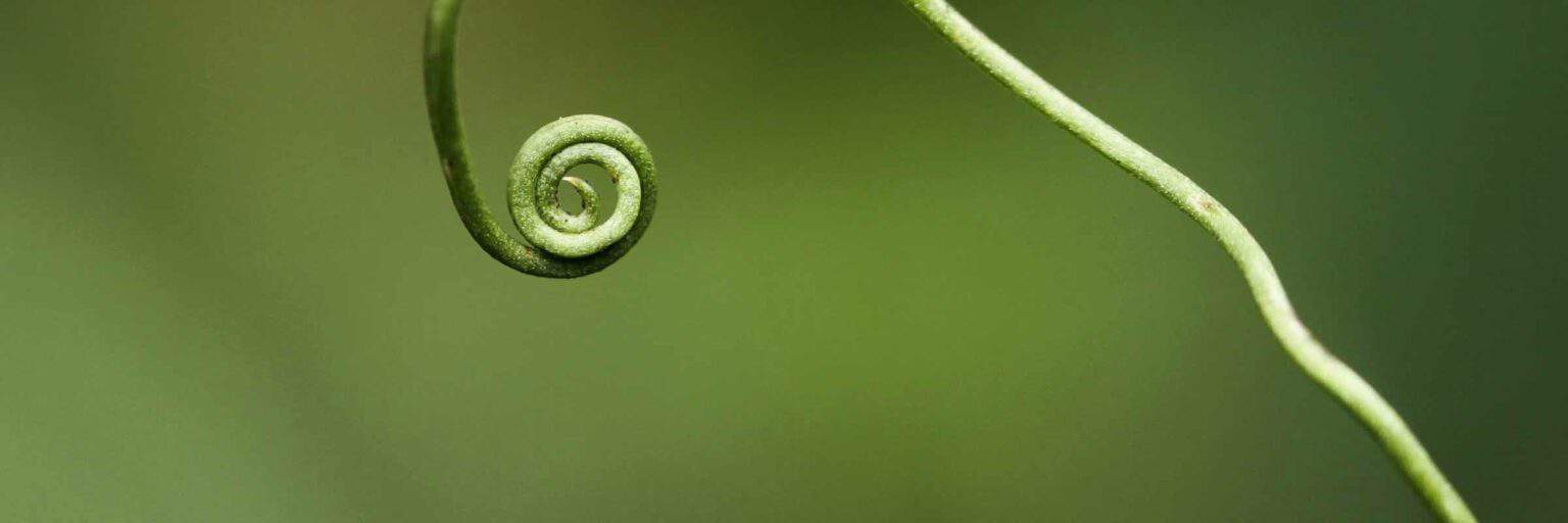 Introduction to Eco-index (August 2021) – Biological Heritage NZ