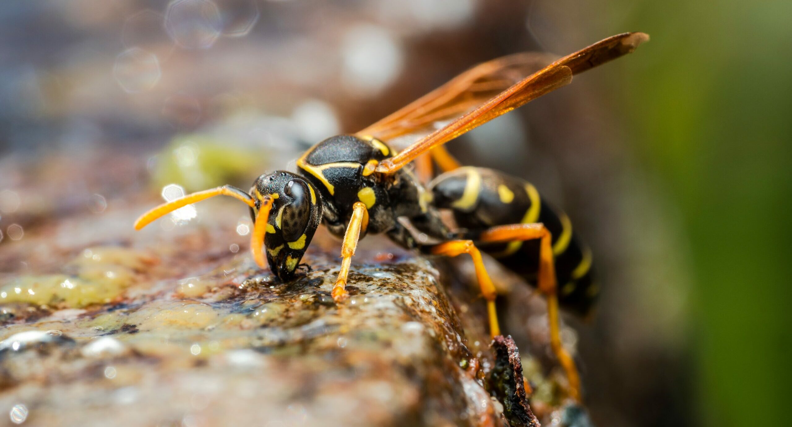 Asian Paper Wasp Drinking Polistes Chinensis