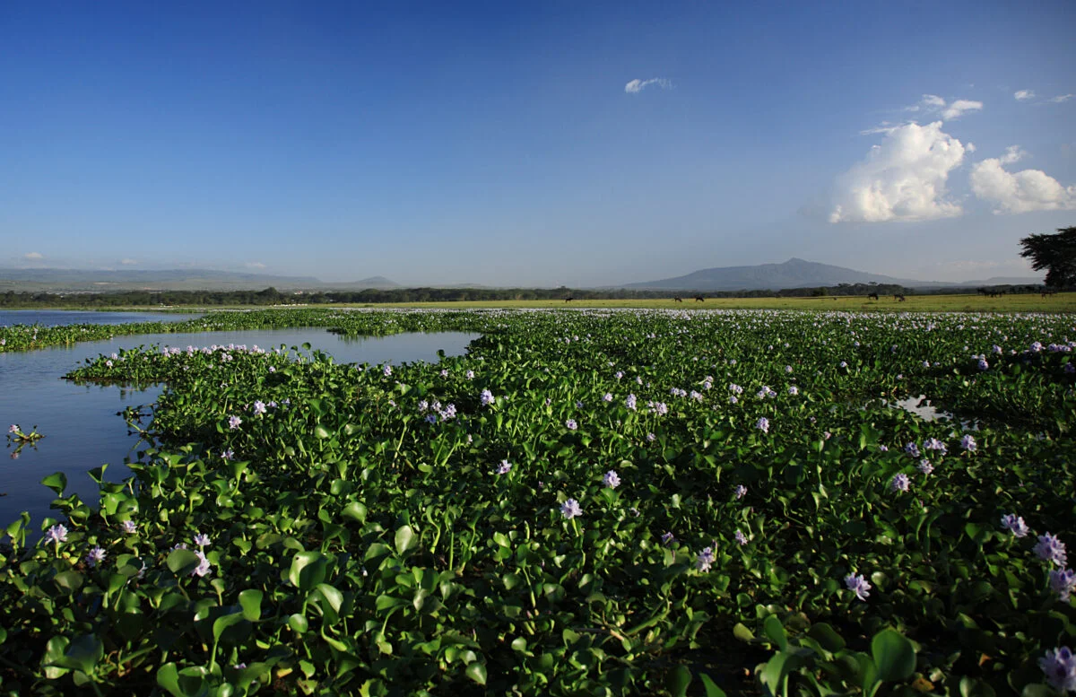 View,over,the,water,hyacinth,lake,naivasha,kenya