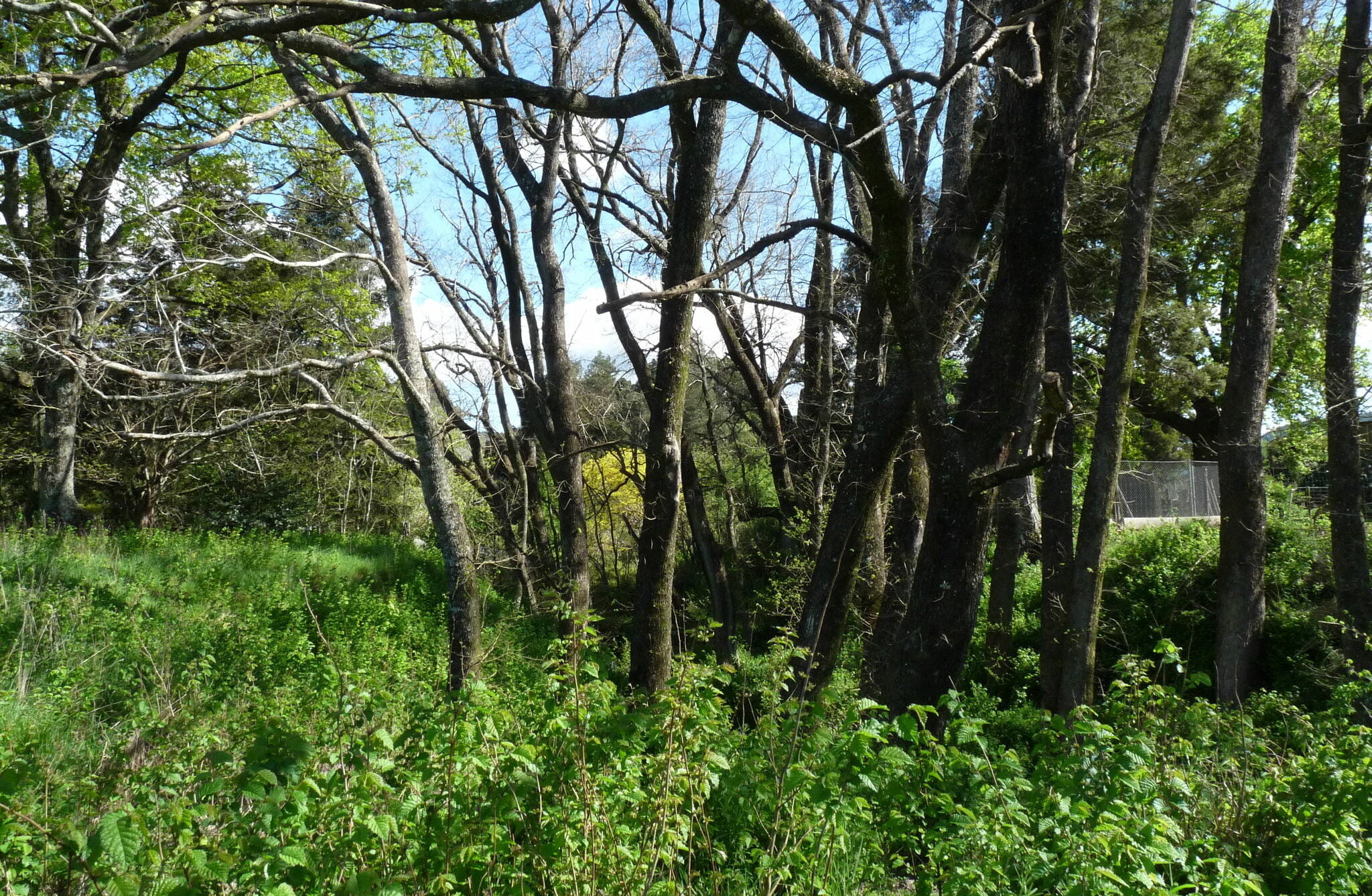 Dutch Elm Trees. Photo By Harry Luring (cc By Nc)