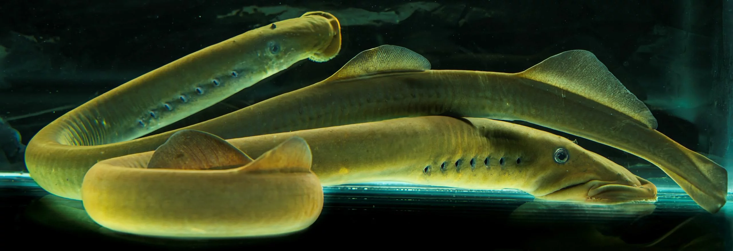 Image Credit Angus Mcintosh Ecologylive.nz