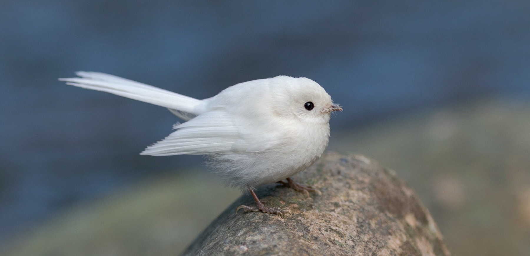 Rare Leucistic Fantail Guy Vickers Excio