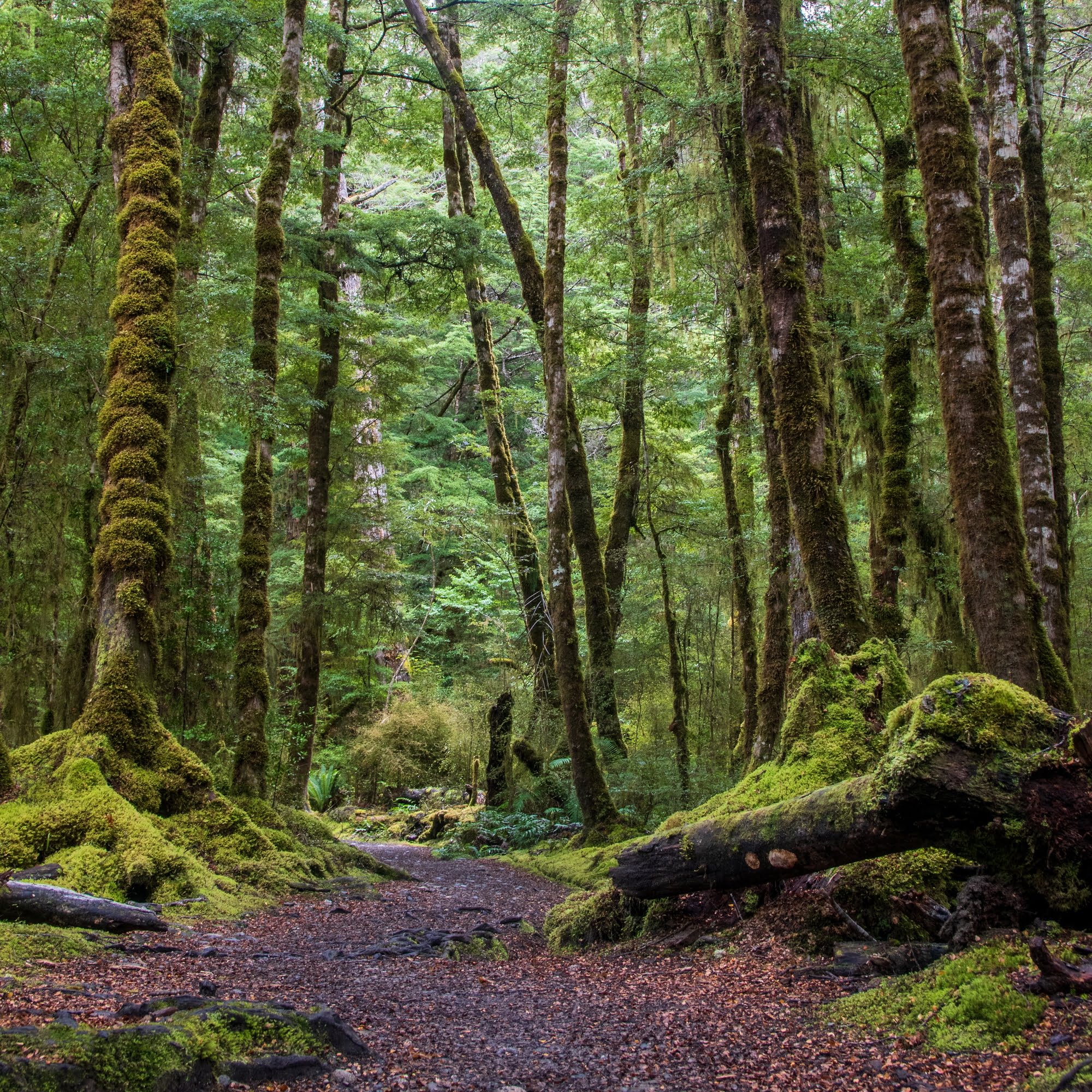 Fiordland Forest