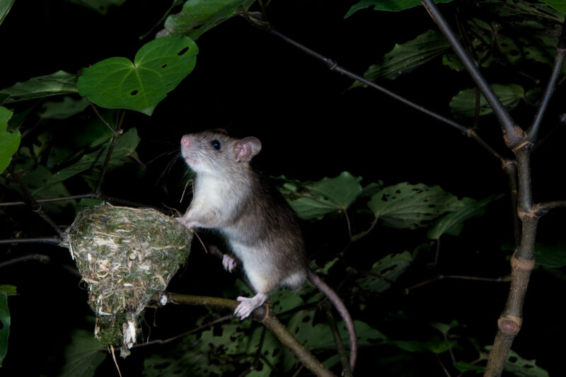 Rat At Bird's Nest